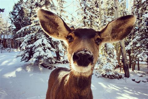 Photo of Reindeer in the Snow · Free Stock Photo