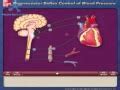 Baroreceptor Reflex Animation Video - MedchromeTube