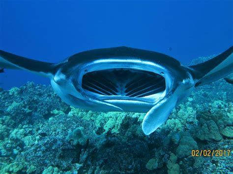 Swim with Manta Rays | Coral Reef Snorkel Adventures