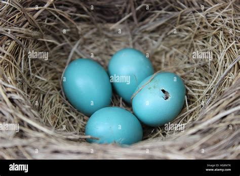 Baby birds hatching Stock Photo - Alamy