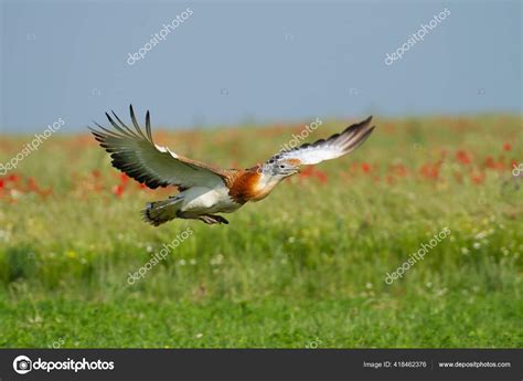 Great Bustard Flying Meadow Stock Photo by ©Wirestock 418462376