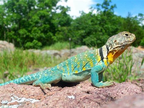 Collared Lizard Care Sheet | Reptiles' Cove