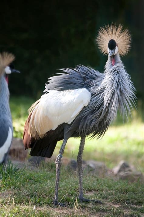 East African Crowned Crane - Denver Zoo