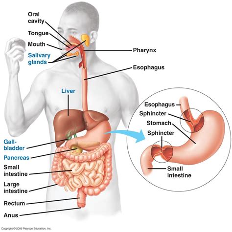 The Digestive System | Digestive system diagram, Human digestive system ...