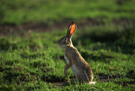 Leporidae - rabbits, hares | Wildlife Journal Junior