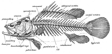 Fish Body Parts Diagram For Kids / Label The Parts Of Fish Worksheets Teaching Resources Tpt ...