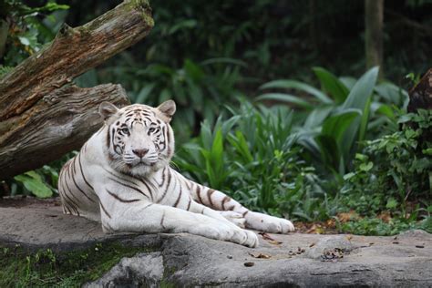 Bengal Tiger: The Power, Beauty and More! - Taman Safari Bali