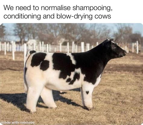 shampoo cow memes - Chameleon Memes