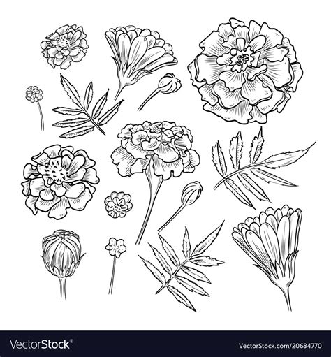 Hand drawn elegant marigold Royalty Free Vector Image