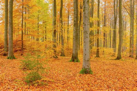 Beech Tree Forest in Autumn, Spessart, Bavaria, Germany - Stock Photo ...