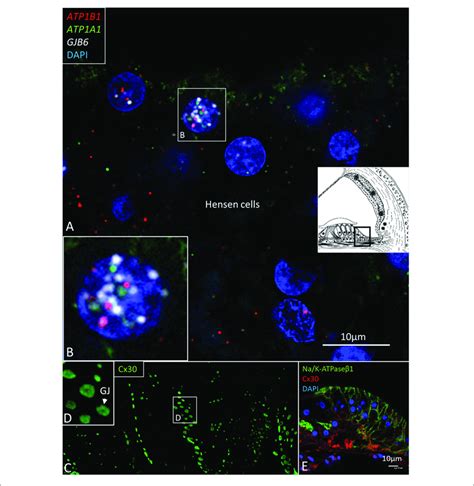 | (A) Multiplex RNAscope R ISH and SR-SIM of the Hensen cell region.... | Download Scientific ...