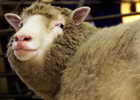 UK scientist who created Dolly the Sheep clone dies at 79 | Reuters