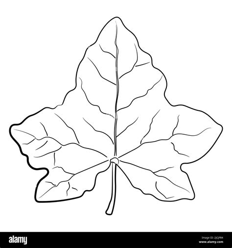 Ivy Leaf Drawing