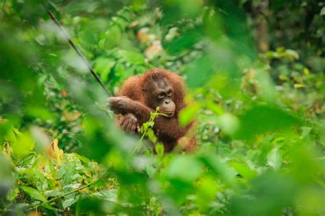 5 incredible wildlife sanctuaries in Malaysia - Going Places by ...