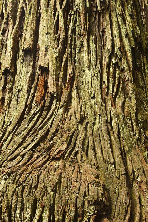 Tree Redwood CA Bark 1 Photograph by John Brueske - Fine Art America