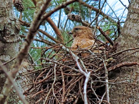 Nesting Hawks - 2014