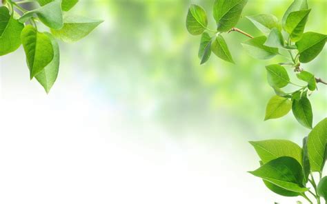 Green Leaves Wallpapers - Top Free Green Leaves Backgrounds - WallpaperAccess