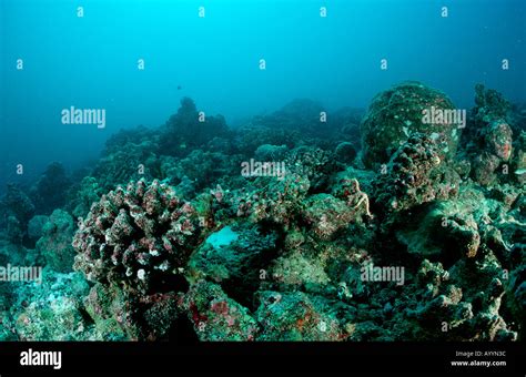 Coral bleaching Dead coral reef Maldives Islands Indian Ocean Stock Photo - Alamy