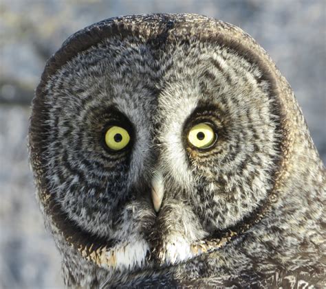 How giant-faced owls snag voles hidden in snow