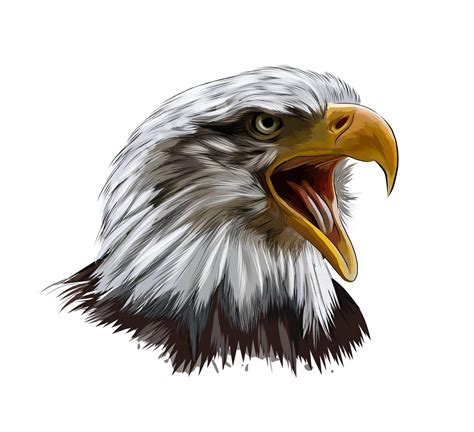 Eagle Drawing