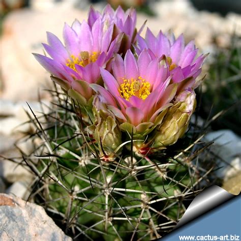 Sclerocactus glaucus SB1749 De Beque, Garfield County, Colorado, USA