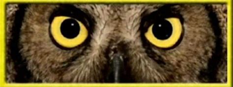 Eyes Owl | Owl, Baby einstein, Animals