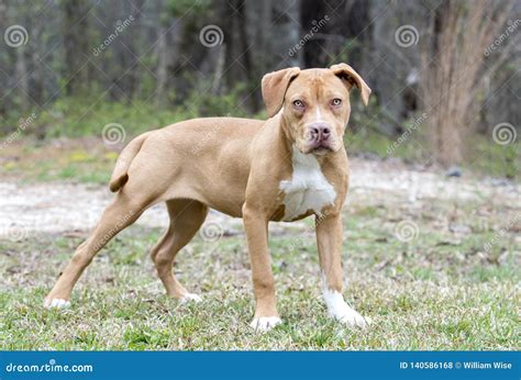 Tan Pitbull Puppy Dog Outside on Leash Stock Photo - Image of bulldog, shelter: 140586168