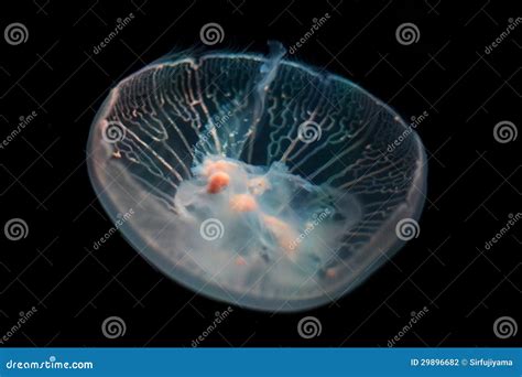 Moon jellyfish stock photo. Image of creature, glow, exotic - 29896682