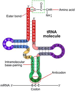 The attachment of Amino Acids to tRNA – Aminoacylation | Biochem.co – Biochem & Science Notes