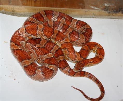 Corn Snake Facts and Pictures | Reptile Fact