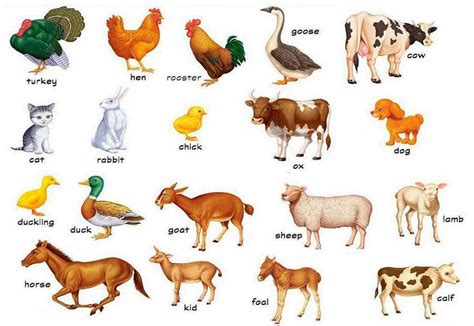 Different Farm Animals Pictures | Blog Free Download Games