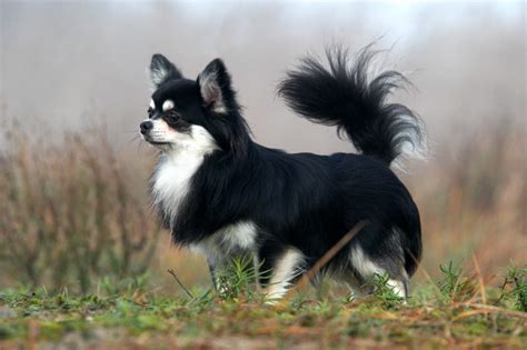 Long Haired Chihuahua: A Cute Little Furry Friend