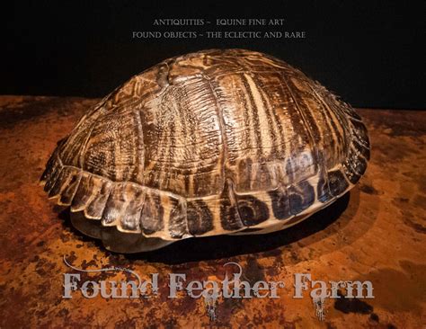 Vintage Ornate Box Turtle Shell