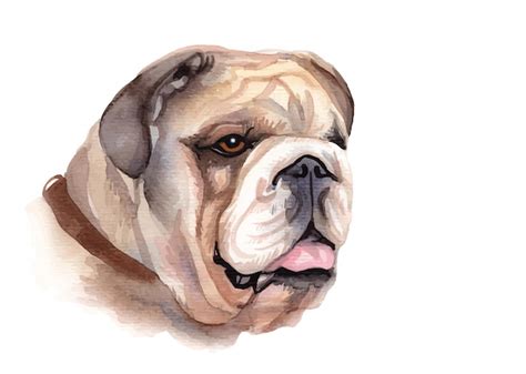 Premium Vector | Watercolor portrait of pug dog