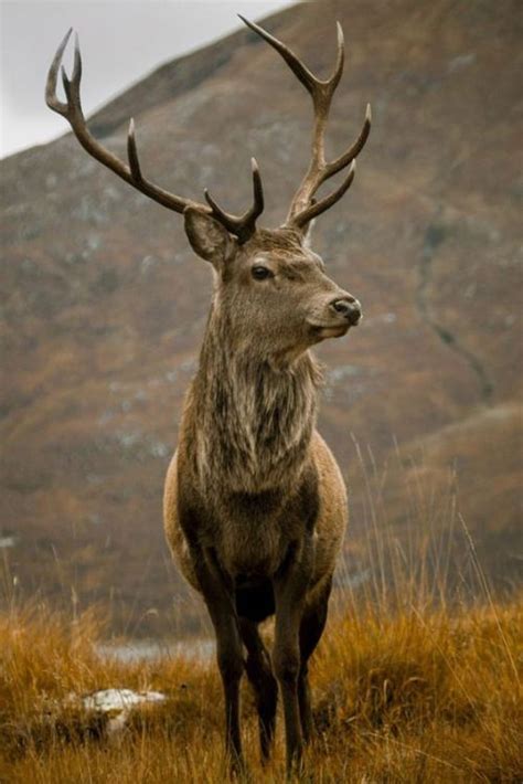 Voice of Nature | Imagenes de venados, Fotos de venados, Fotos de animales salvajes