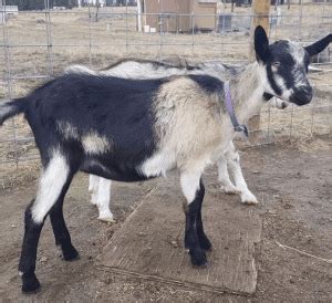 Alpine Goat ~ Milk, Meat, and More for Your Homestead - Rural Living Today