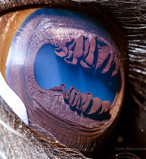 Armenian Photographer Captures Just How Unique Animal Eyes Are (30 Pics) | Bored Panda