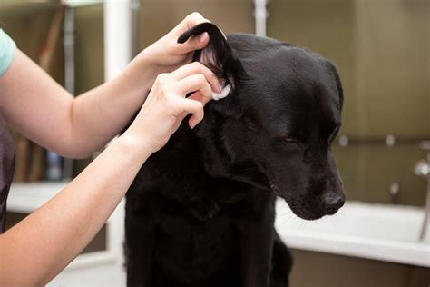 Tips and Tricks for Pet Ear Cleaning - West Park Animal Hospital