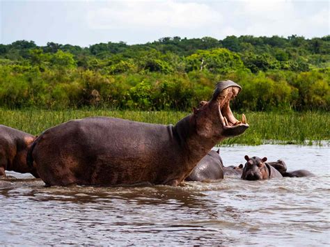 Nile River Animals And Plants