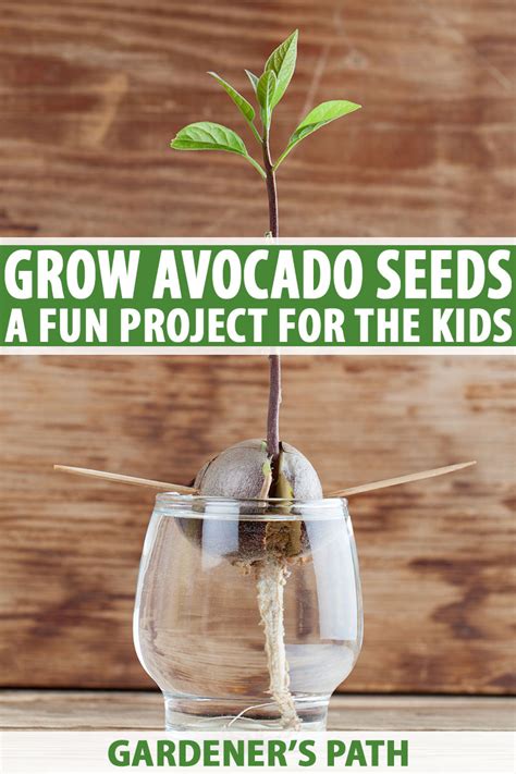 How to Grow Avocado Seeds with Children | Gardener’s Path