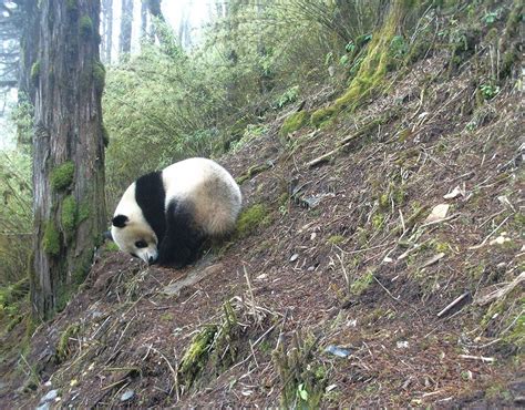 Photos offer rare glimpse into panda habitat | WWF