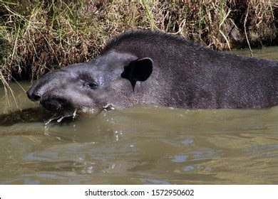 212 Swimming Tapir Images, Stock Photos & Vectors | Shutterstock