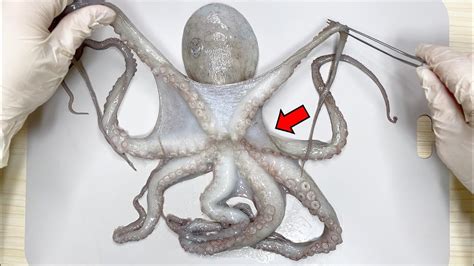 What's Inside an Octopus ? - Octopus Dissection - YouTube