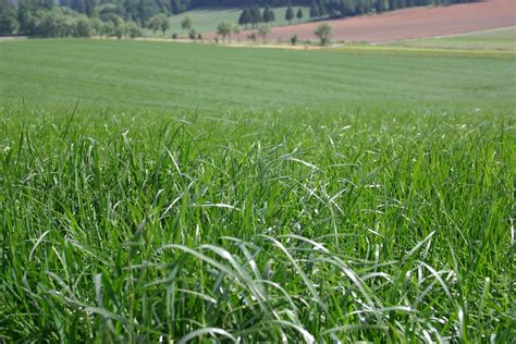 Ryegrass - Perennial (Turf-Type) - Oregon Wholesale Seed Company