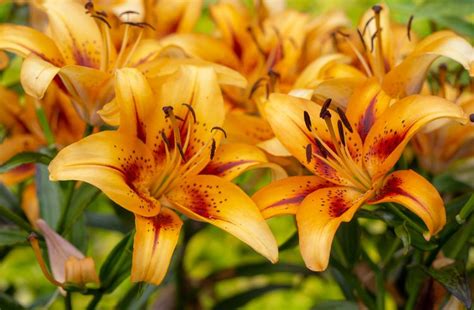 How to Grow and Care for Asiatic Lily