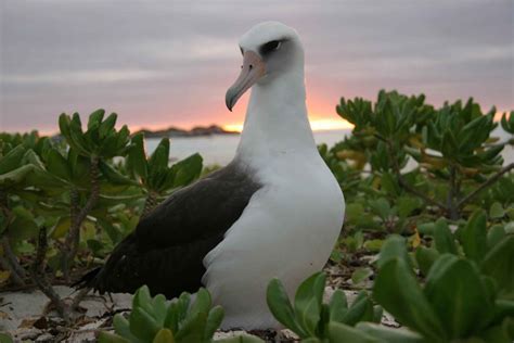 Free picture: laysan, albatross, sunset