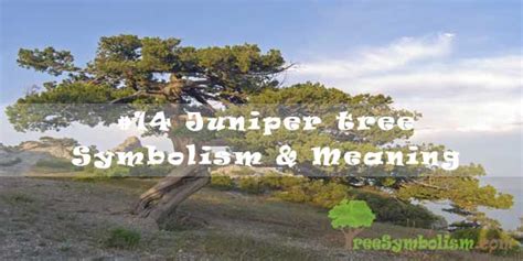 #40 Juniper Tree Symbolism & Meaning