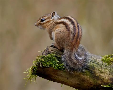 Siberian Chipmunk - Facts, Diet, Habitat & Pictures on Animalia.bio