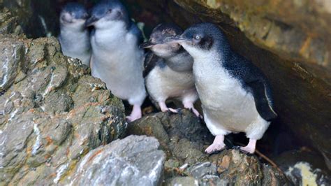 Seismic Blasting May Harm Little Blue Penguins Of New Zealand - Awesome Ocean