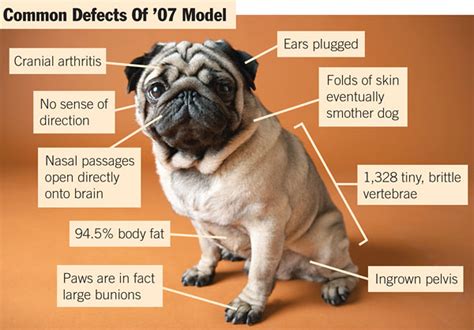 pug defects | Sarah Notch | Flickr